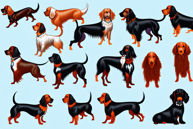 Several distinct types of setter dogs