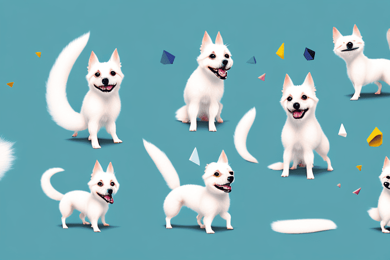 Various small spitz type dogs in different playful poses