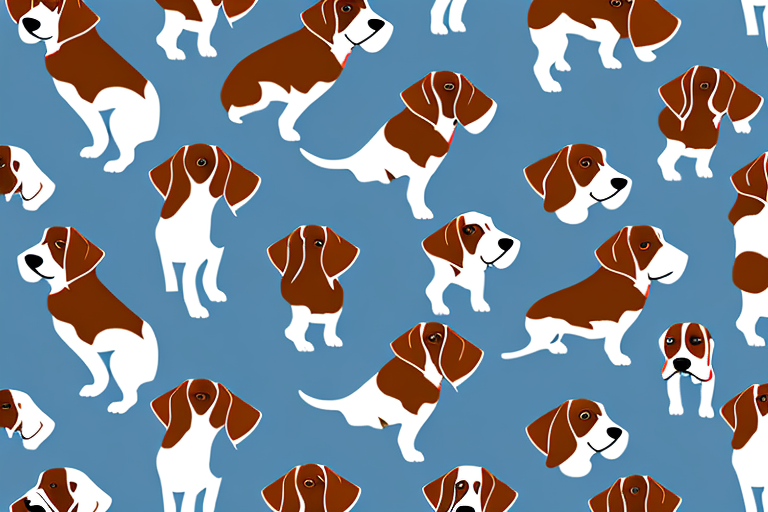 Several distinct types of beagle dogs