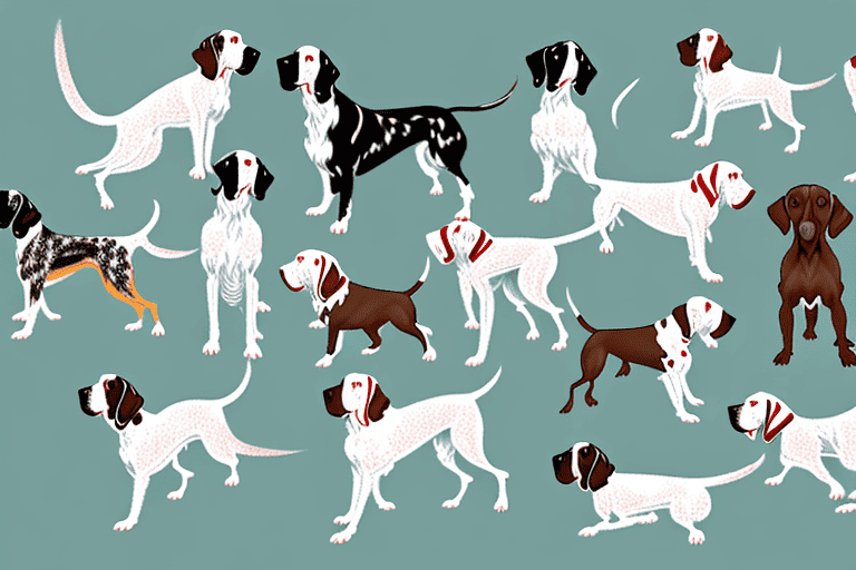 Various bird dog breeds