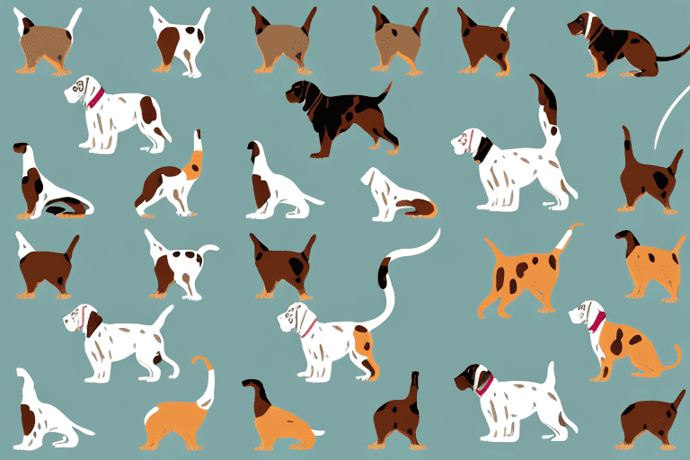 Various types of catahoula dogs