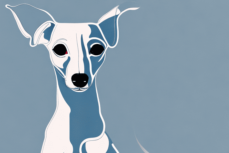 An italian greyhound