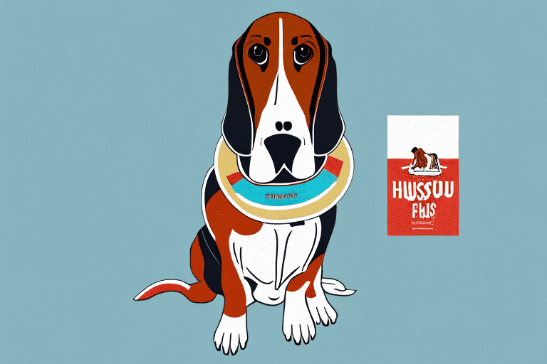 A basset hound